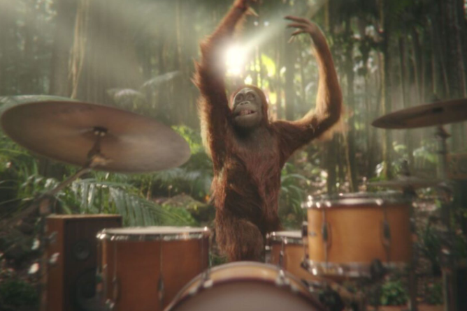 Orangutan playing drums Darrel Lea