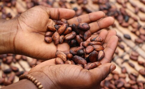 EUDR cocoa palm oil smallholders