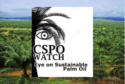 Palm oil CSPO sustainable palm oil