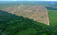 Palm oil Latin America Peru 