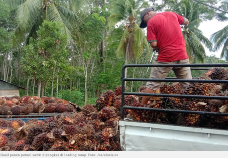 palm oil, Indonesia, smallholders, sustainable palm oil