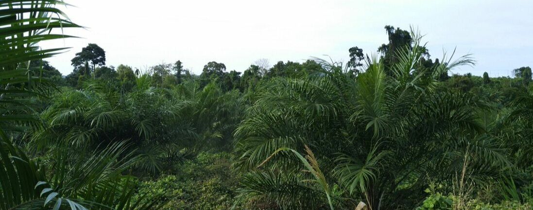 Papua palm oil plantation