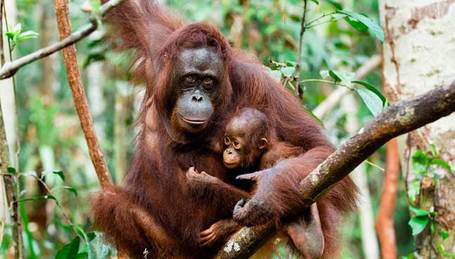 orangutan extinction 