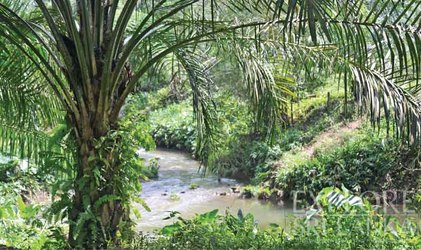 Palm oil Sri Lanka sustainable economies