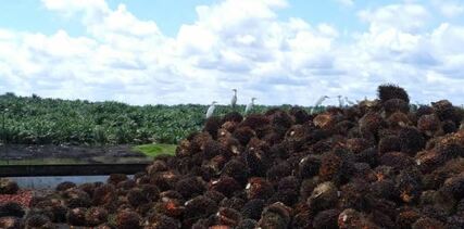 Indonesian sustainable palm oil