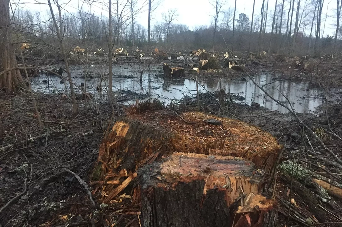 US forest destruction for biomass