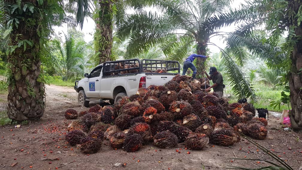 Organic palm oil, Malaysia