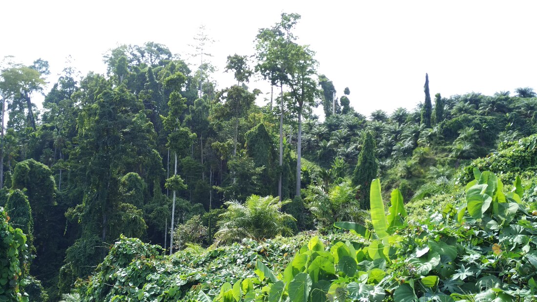 palm oil plantation picture