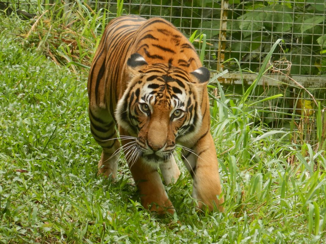 The Malaysian palm oil industry, through MPOGCF, plays an important role in handling the Malayan Tiger’s extinction crisis.   A sum of RM3 million over five years was allocated for the conservation of Malayan tigers.