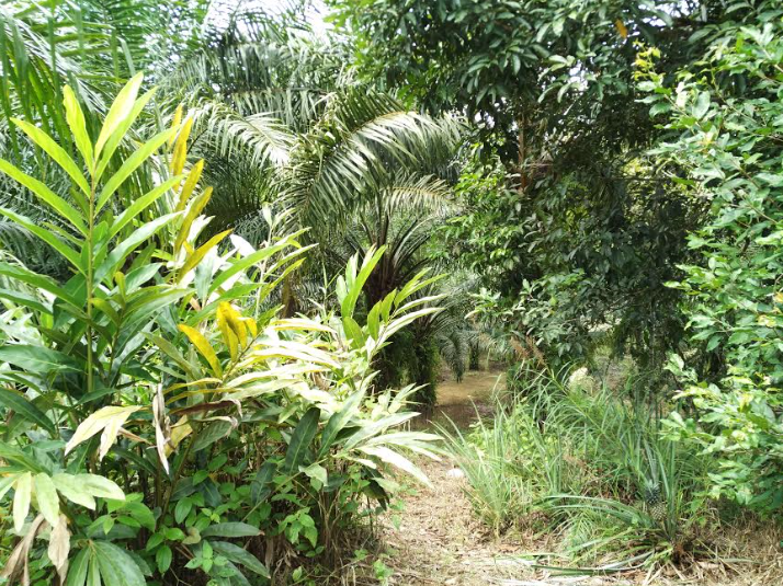 Palm oil farm in Malaysia