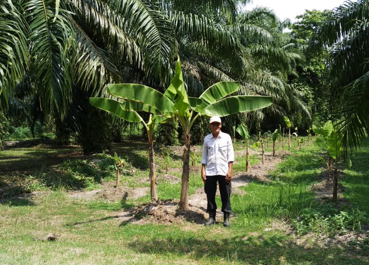 sustainable palm oil in Malaysia