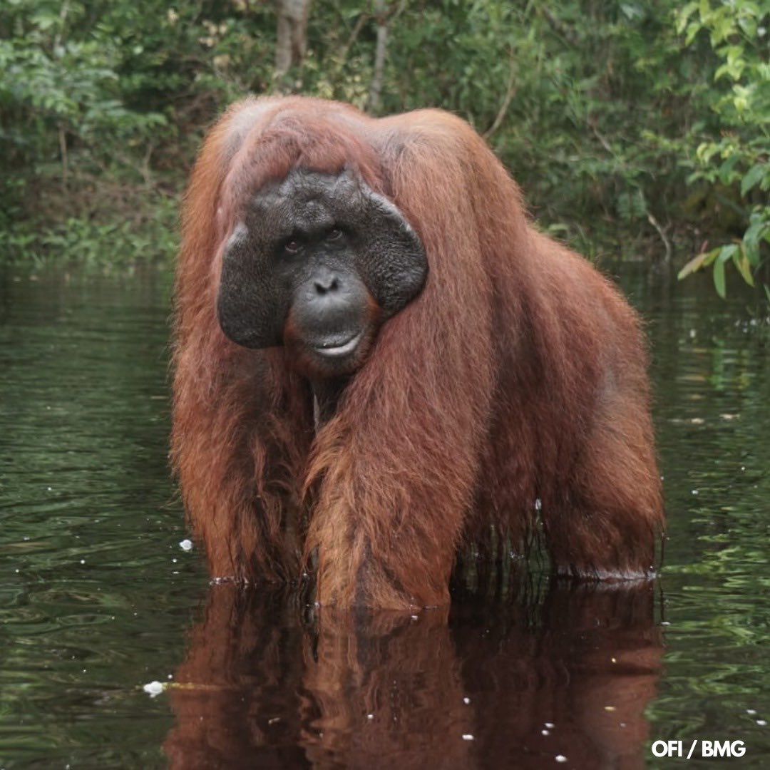 orangutan OFI