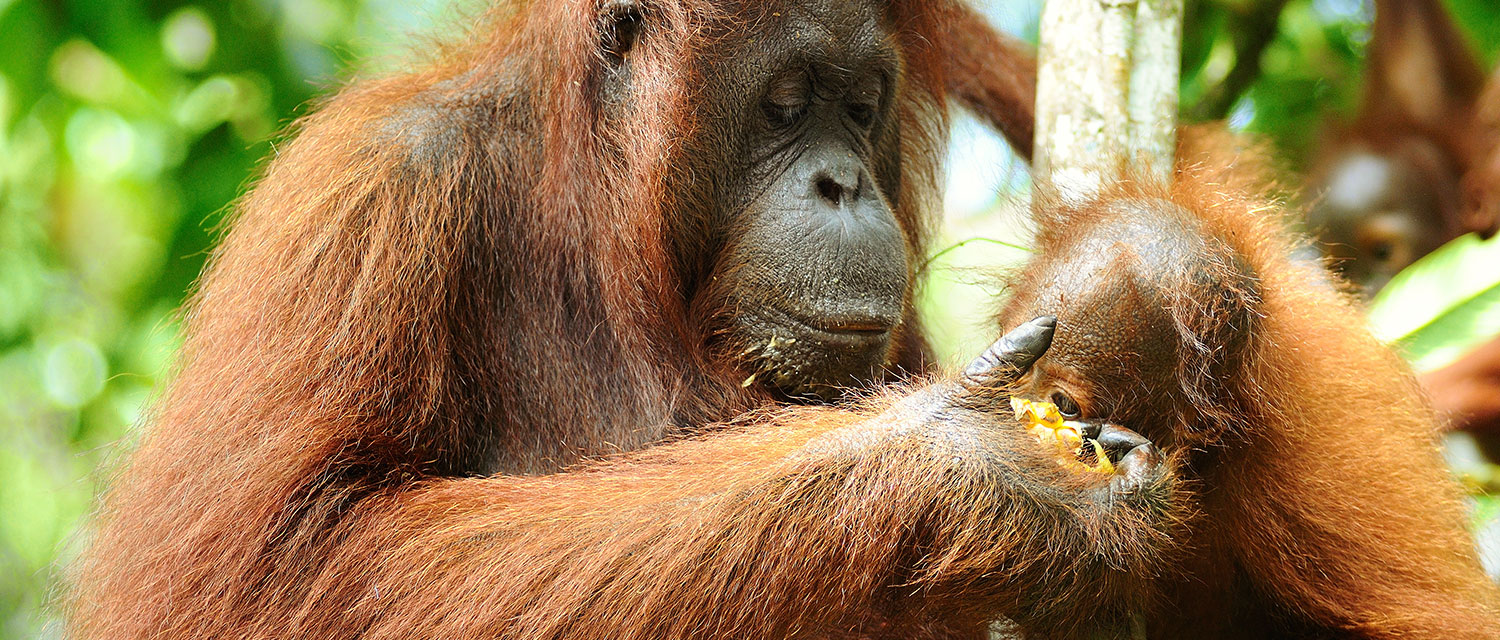 World orangutan day