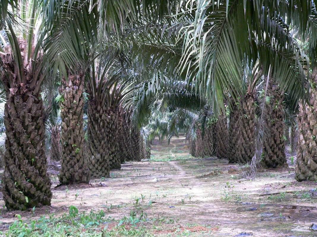 green palm oil, certified palm oil, Malaysia