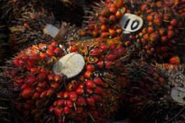 palm oil ban biofuels worse 