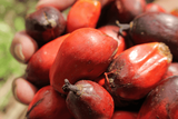 Palm oil forced labour