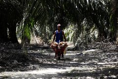 Indonesia palm oil Picture