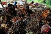 Palm oil Indonesia EU tax
