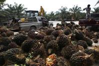 palm oil Thailand