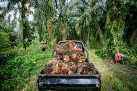 Palm oil deforestation Nestle