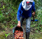 Palm oil Indonesia CIFOR