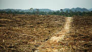 Palm oil eu commission biofuels