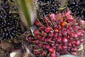 palm oil Thailand Picture