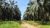 palm oil plantation pt sugih indah lestari