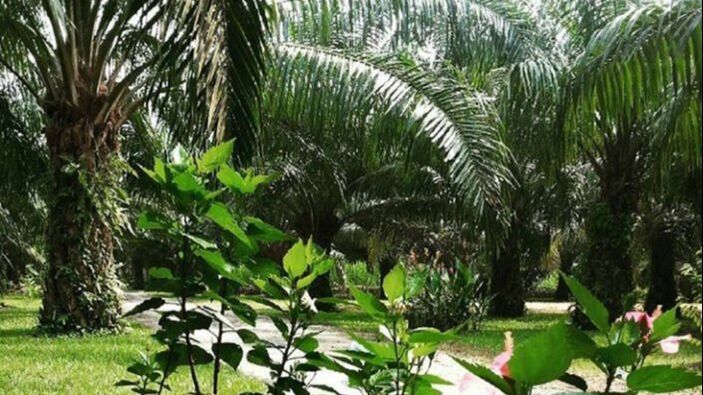 MSPO certified palm oil farm in Malaysia