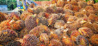 Palm oil Nestle Hershey