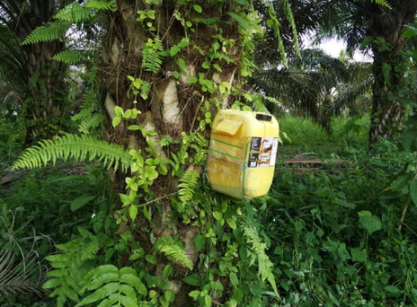 Organic Ecuador palm oil