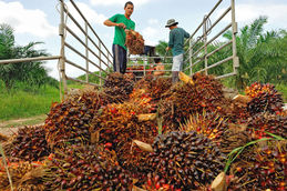 Papua palm oil