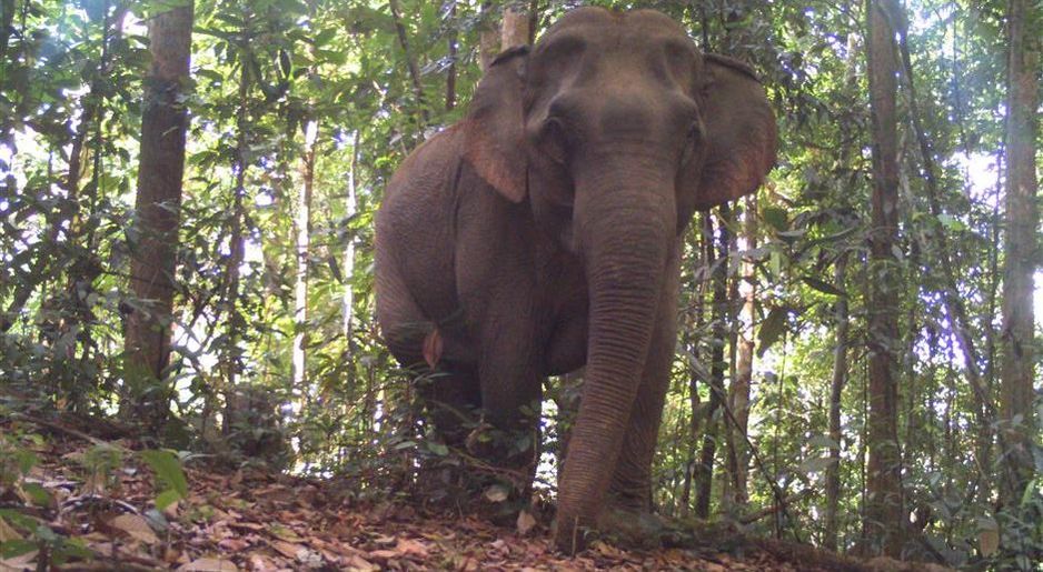 Elephants in Malaysia