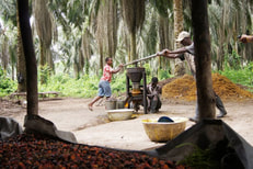 Palm oil Africa Liberia