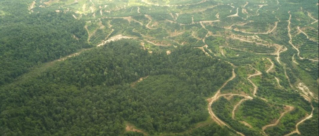 Palm oil moratorium Sarawak
