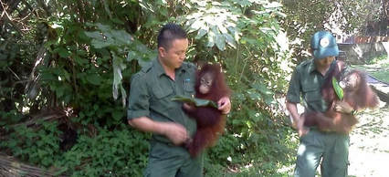 orangutans IUCN palm oil