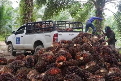 organic palm oil 
