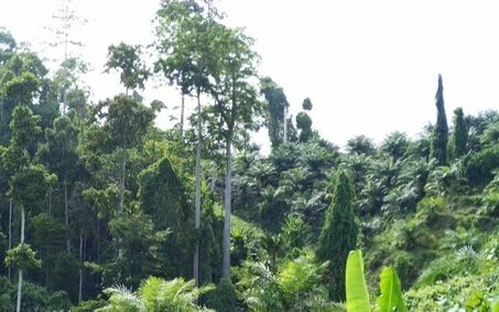 Palm oil certification deforestation