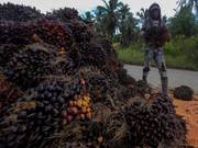 Indonesia palm oil Pakistan