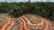 Papua palm oil deforestation