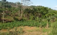 palm oil Liberia Picture