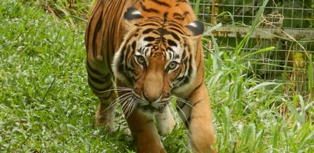 Malaysian palm oil tiger