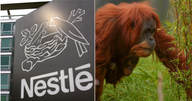 Nestle palm oil RSPO 