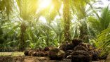 Nestle palm oil