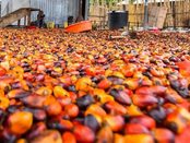 Africa palm oil Nigeria