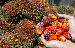 Palm oil Africa Nigeria