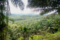 sustainable palm oil RSPO