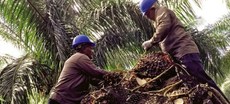 Palm oil Malaysia