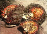 palm oil heart health Malaysia Picture
