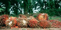 Palm oil Nigeria